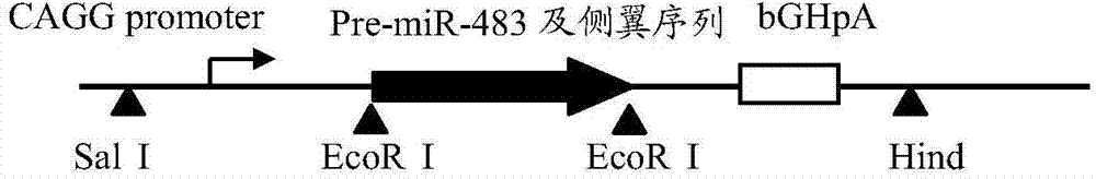 A method of constructing a zygote of a microRNA-overexpression-based animal with liver cancer