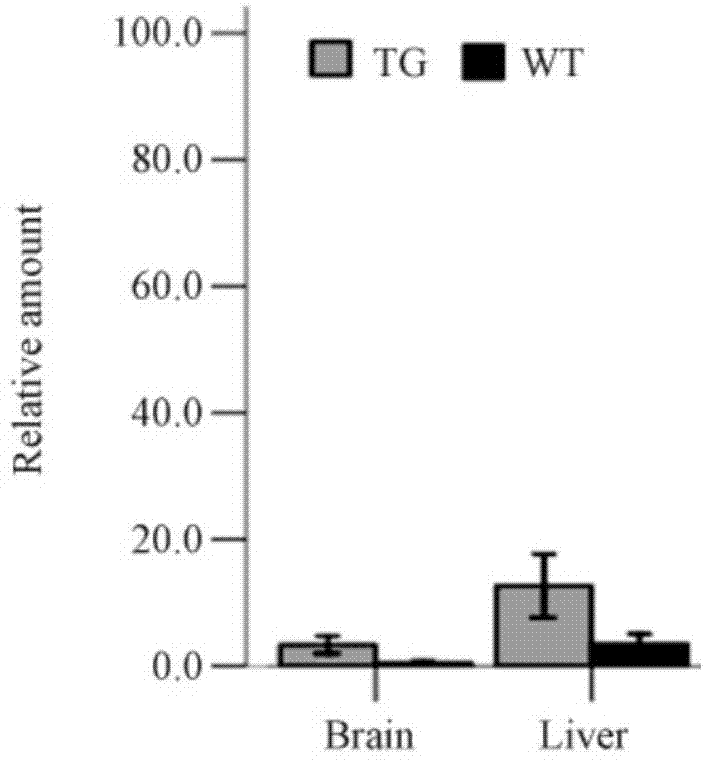 A method of constructing a zygote of a microRNA-overexpression-based animal with liver cancer