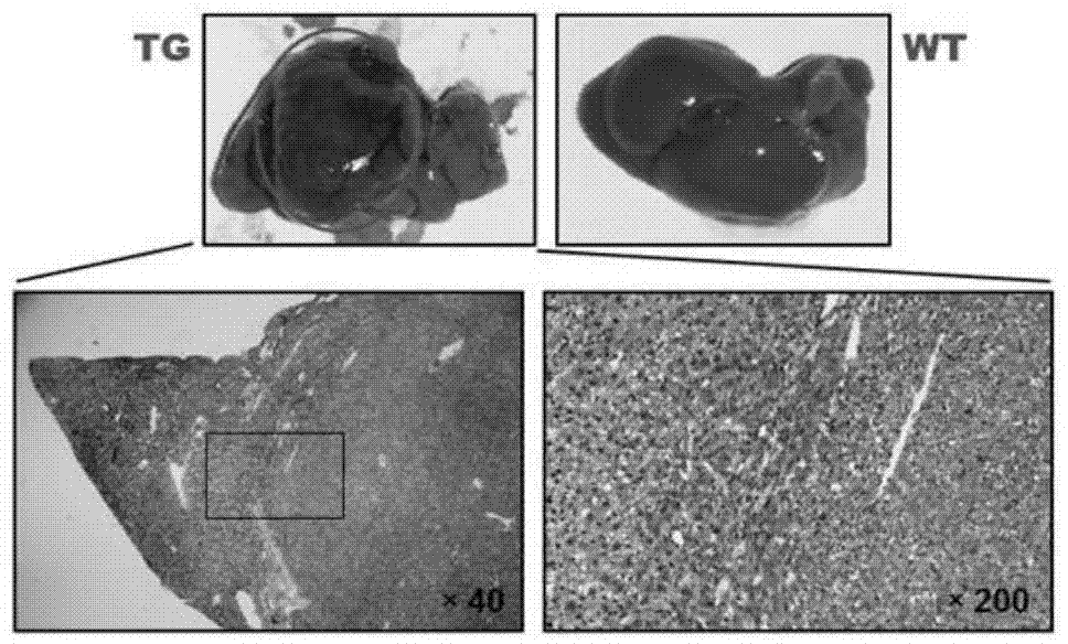 A method of constructing a zygote of a microRNA-overexpression-based animal with liver cancer