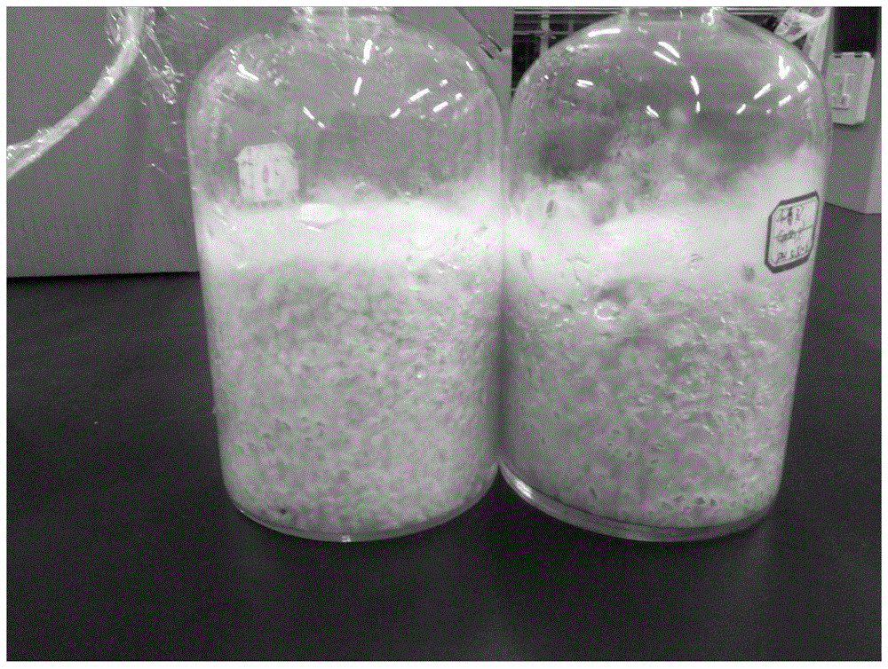 A method for cultivating Brazilian mushrooms in Northeast China with a fermentation substrate based on corncobs and cow dung