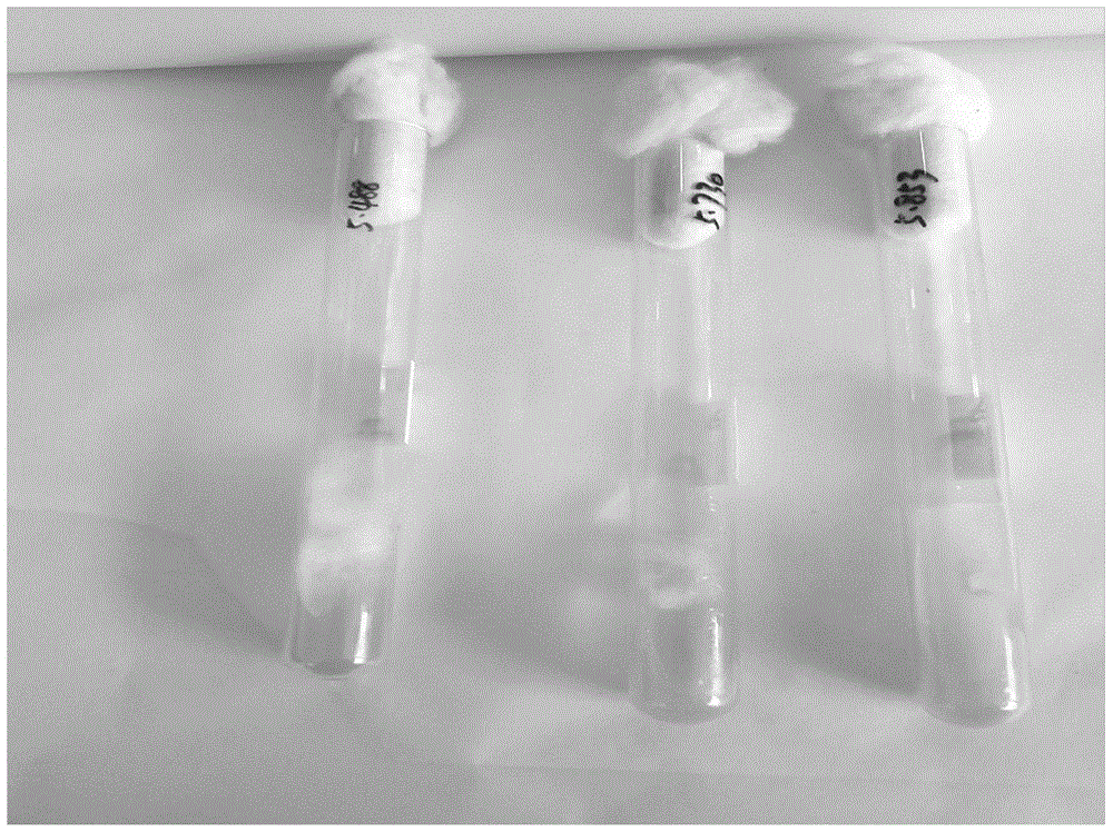 A method for cultivating Brazilian mushrooms in Northeast China with a fermentation substrate based on corncobs and cow dung