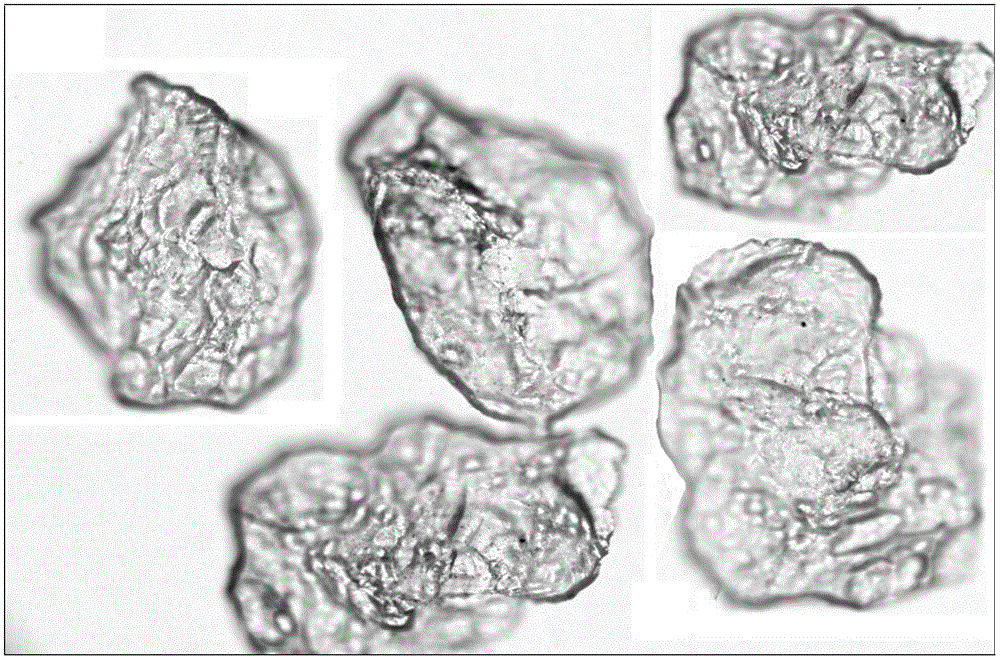 Light filtration medium for water treatment and preparation method and application thereof