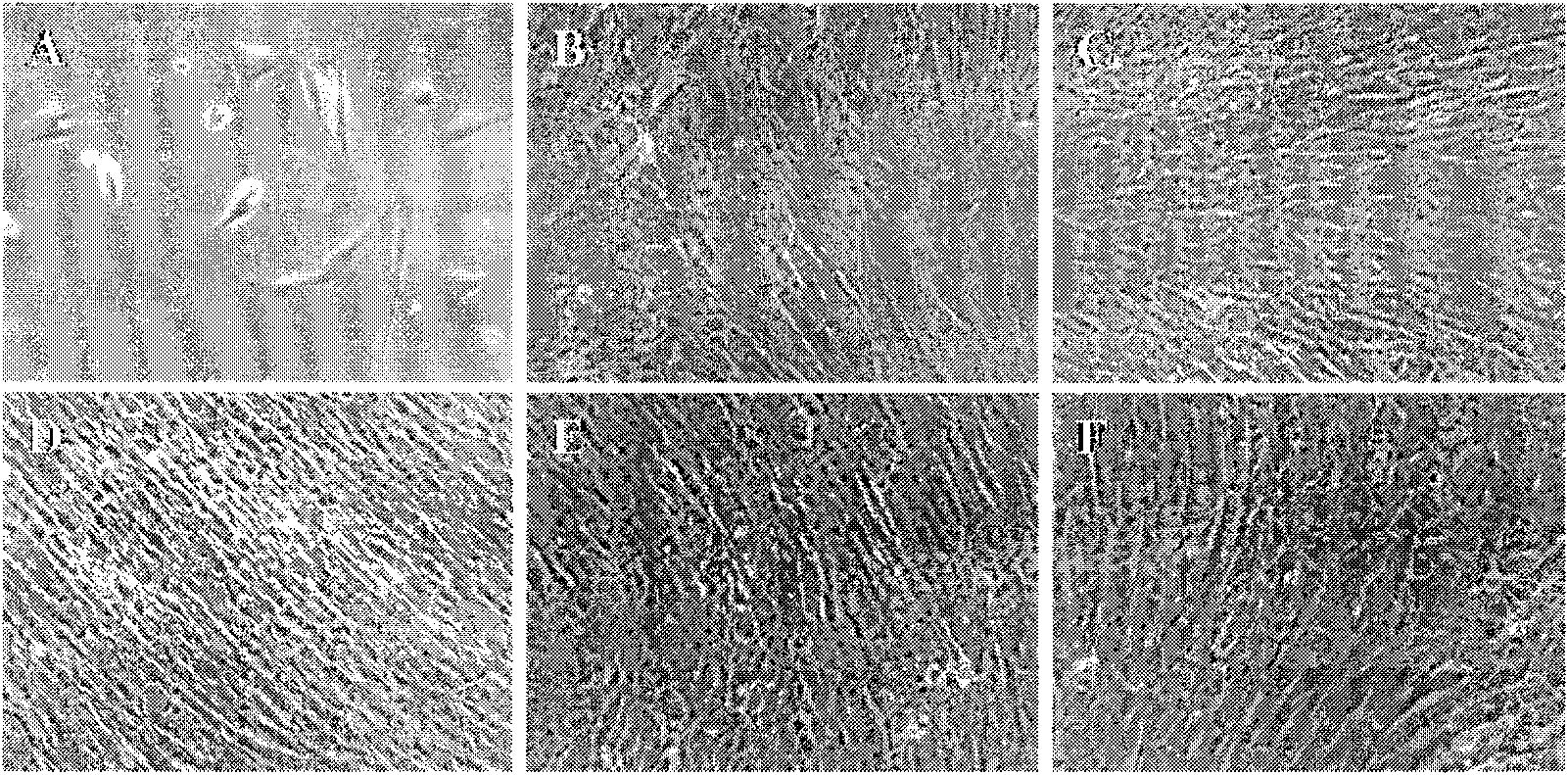 Construction method of human umbilical cord mesenchyma stem cell