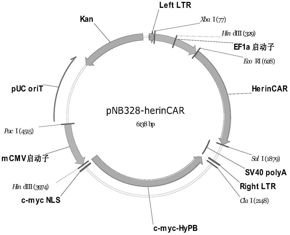 A tumor precision T cell containing an efficient killing mechanism and its use