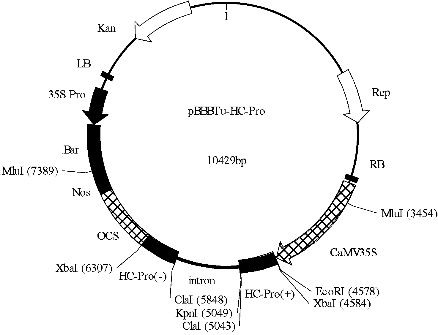 TuMV (Turnip Mosaic Virus) high-resistance RNA (Ribonucleic Acid) and an RNAi carrier for encoding RNA