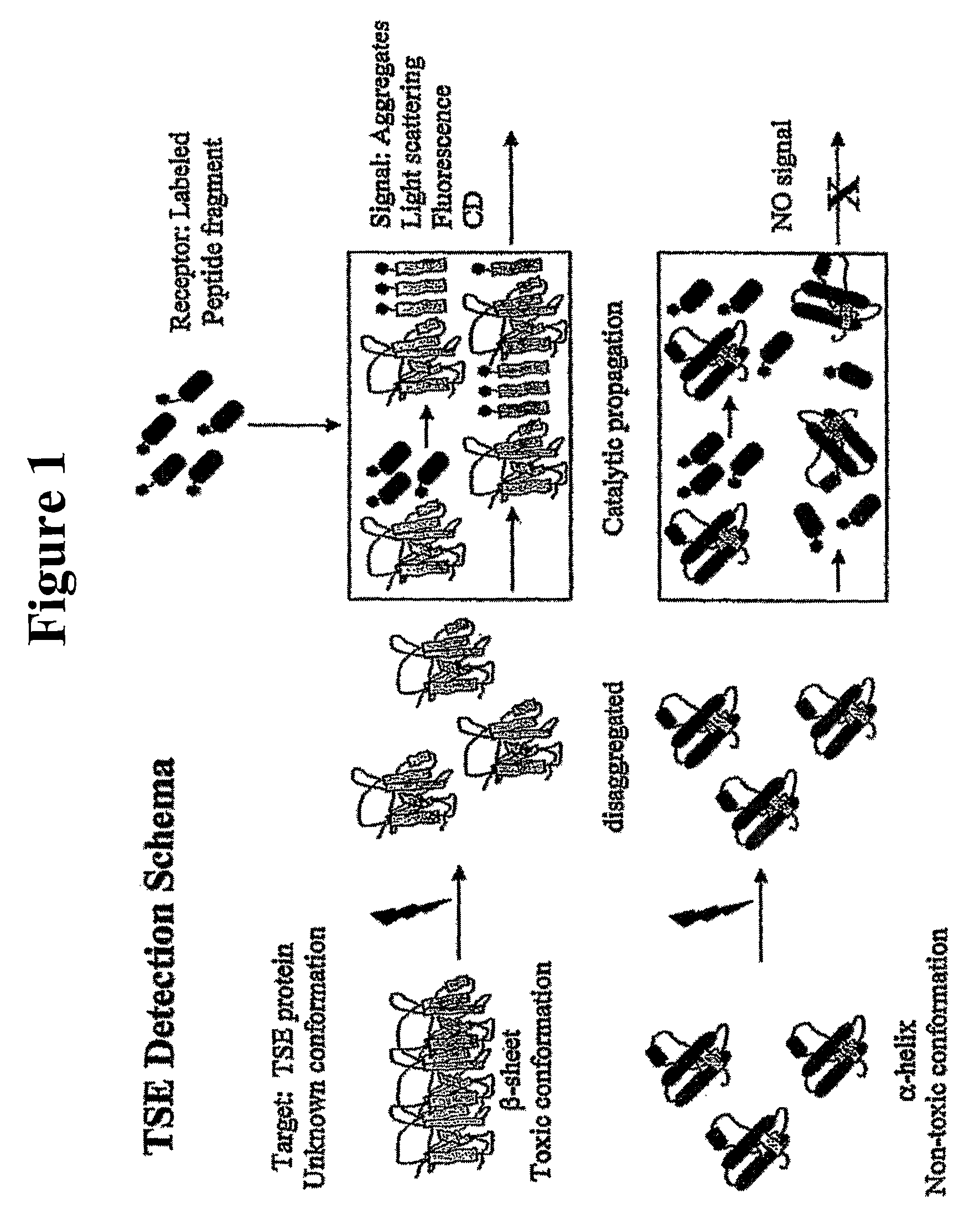 Method for detecting misfolded proteins and prions