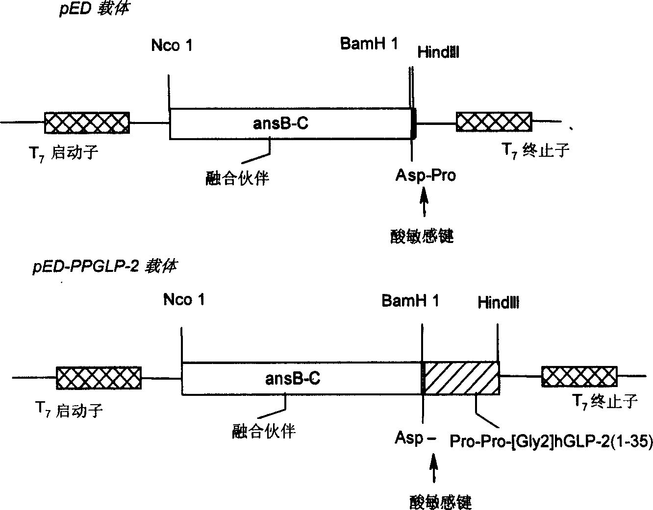 Human pancreas hyperglycemiacin relative peptide-2 analogue