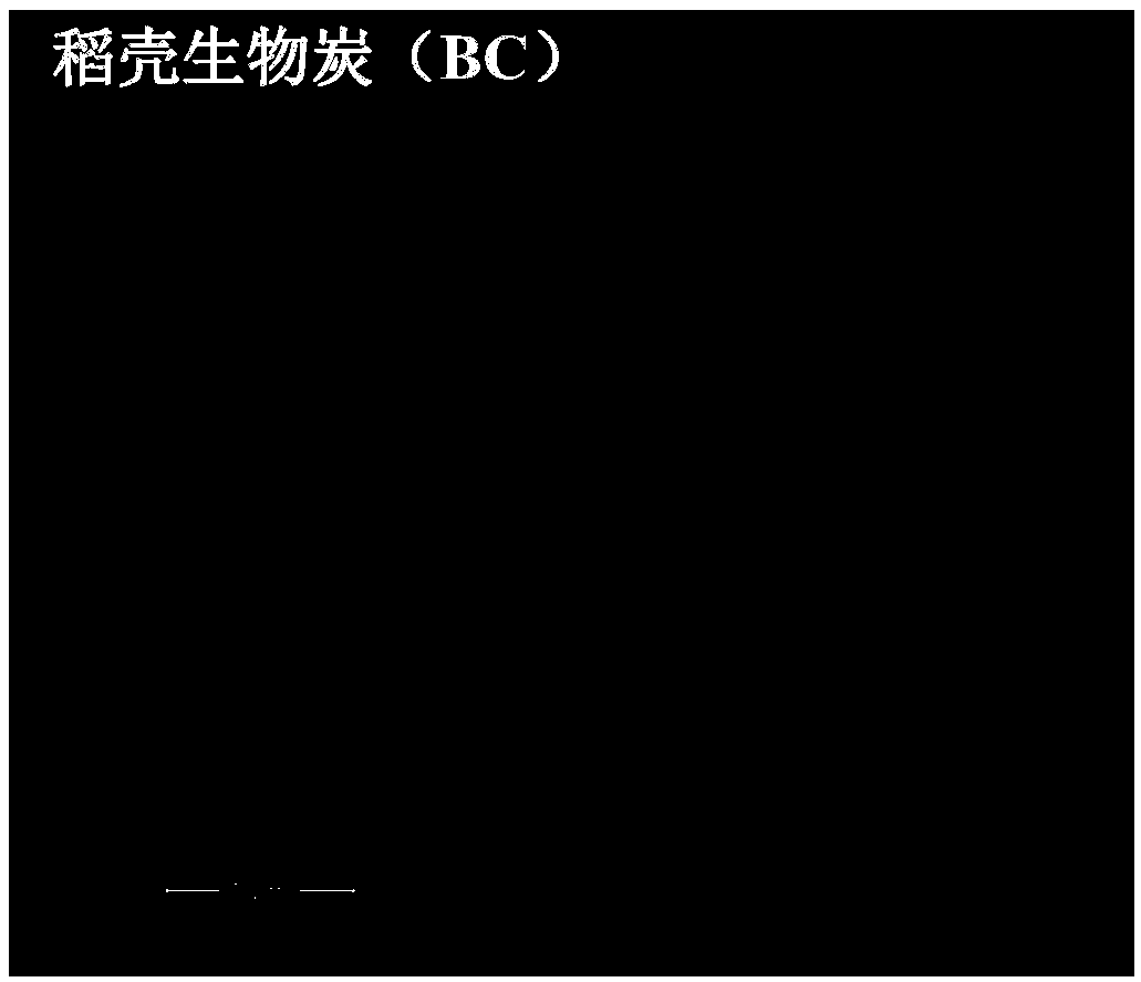 Amino-modified magnetic rice husk biochar preparation method and method for adsorbing uranium in water by using biochar