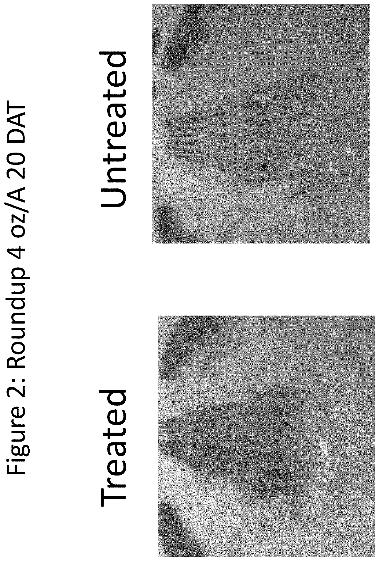 Method of improving tolerance of plants to herbicides using seed insecticide treatments