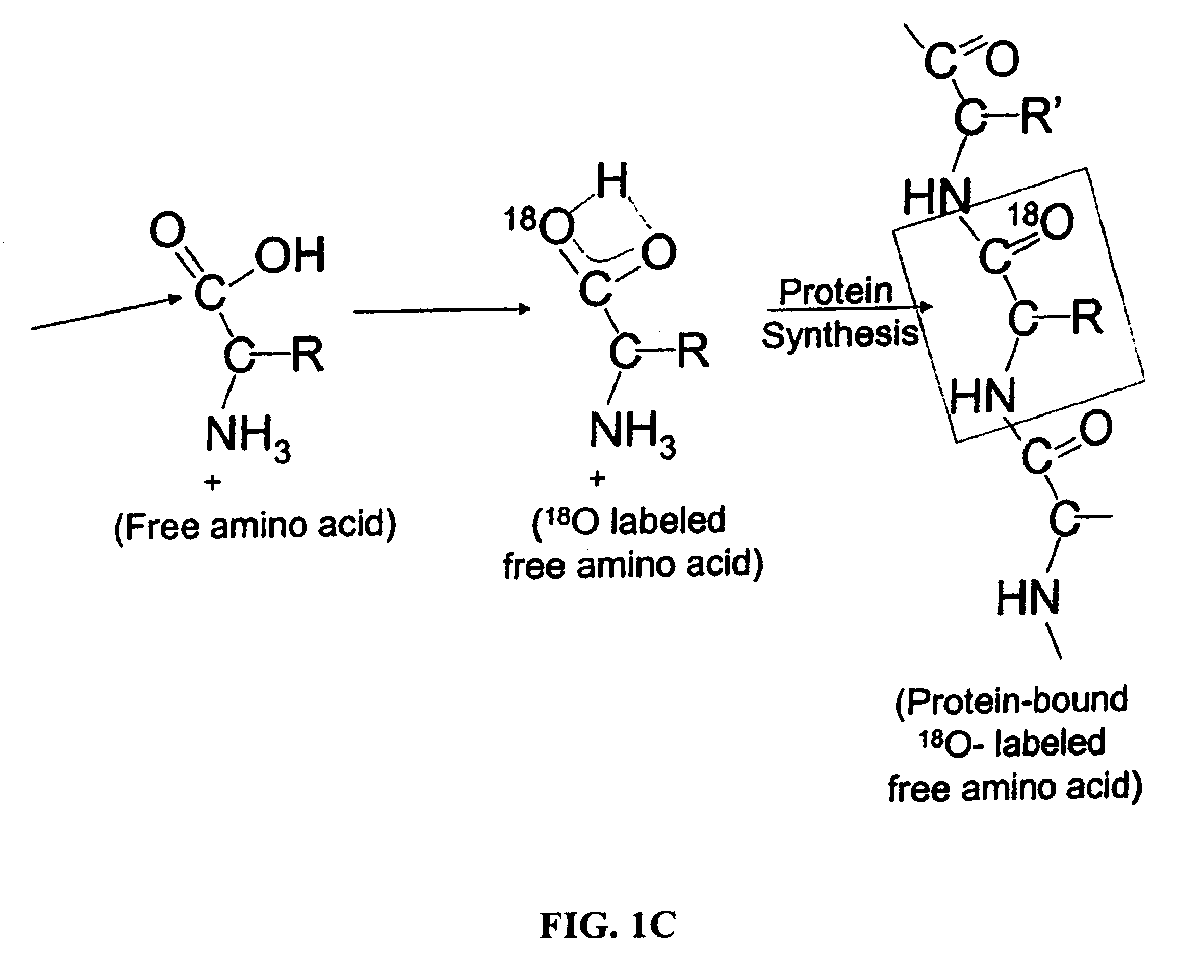 Compositions and methods of treatment using modulators of motoneuron diseases