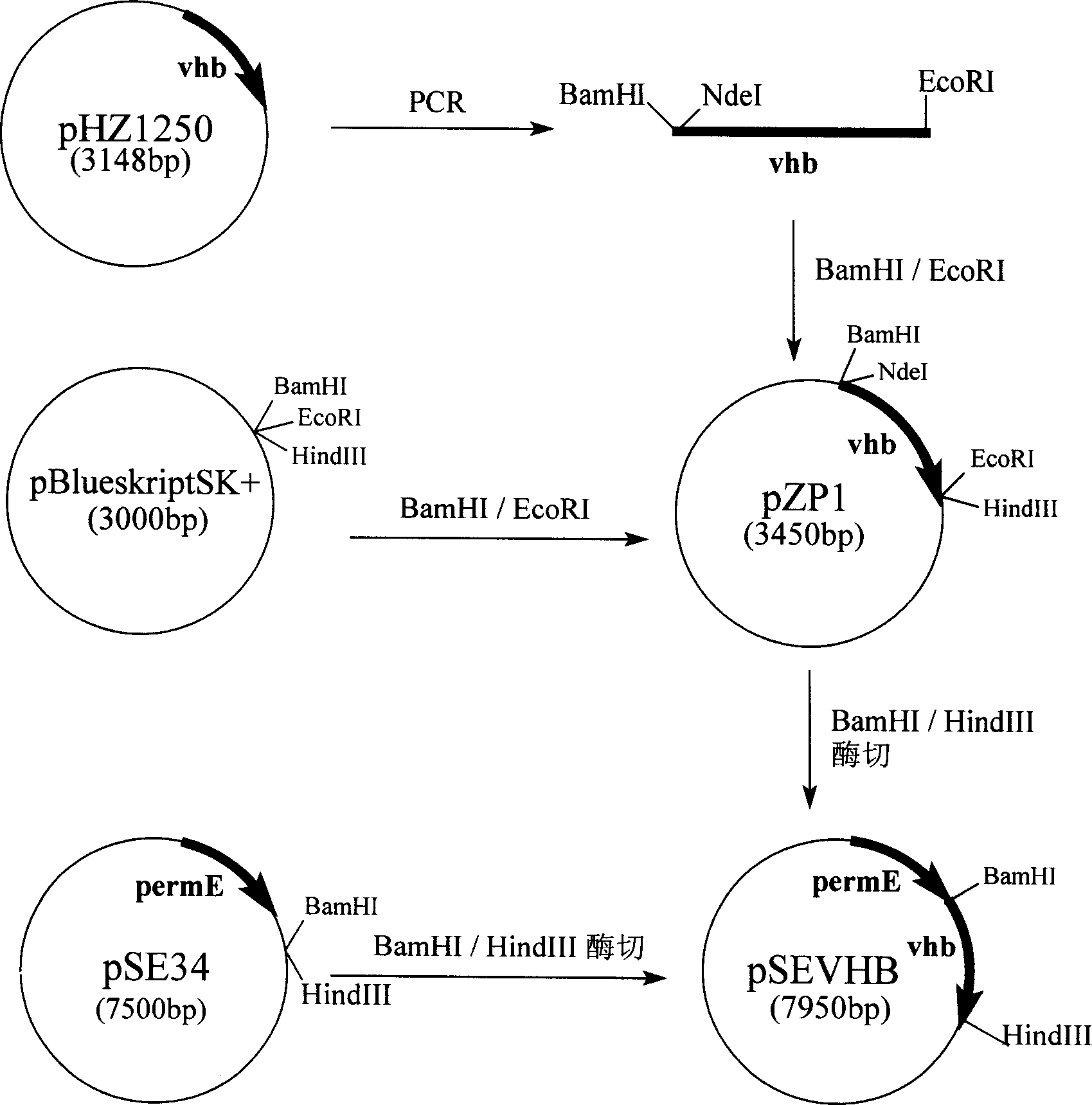 Method for preparing Nosiheptide premixed agent