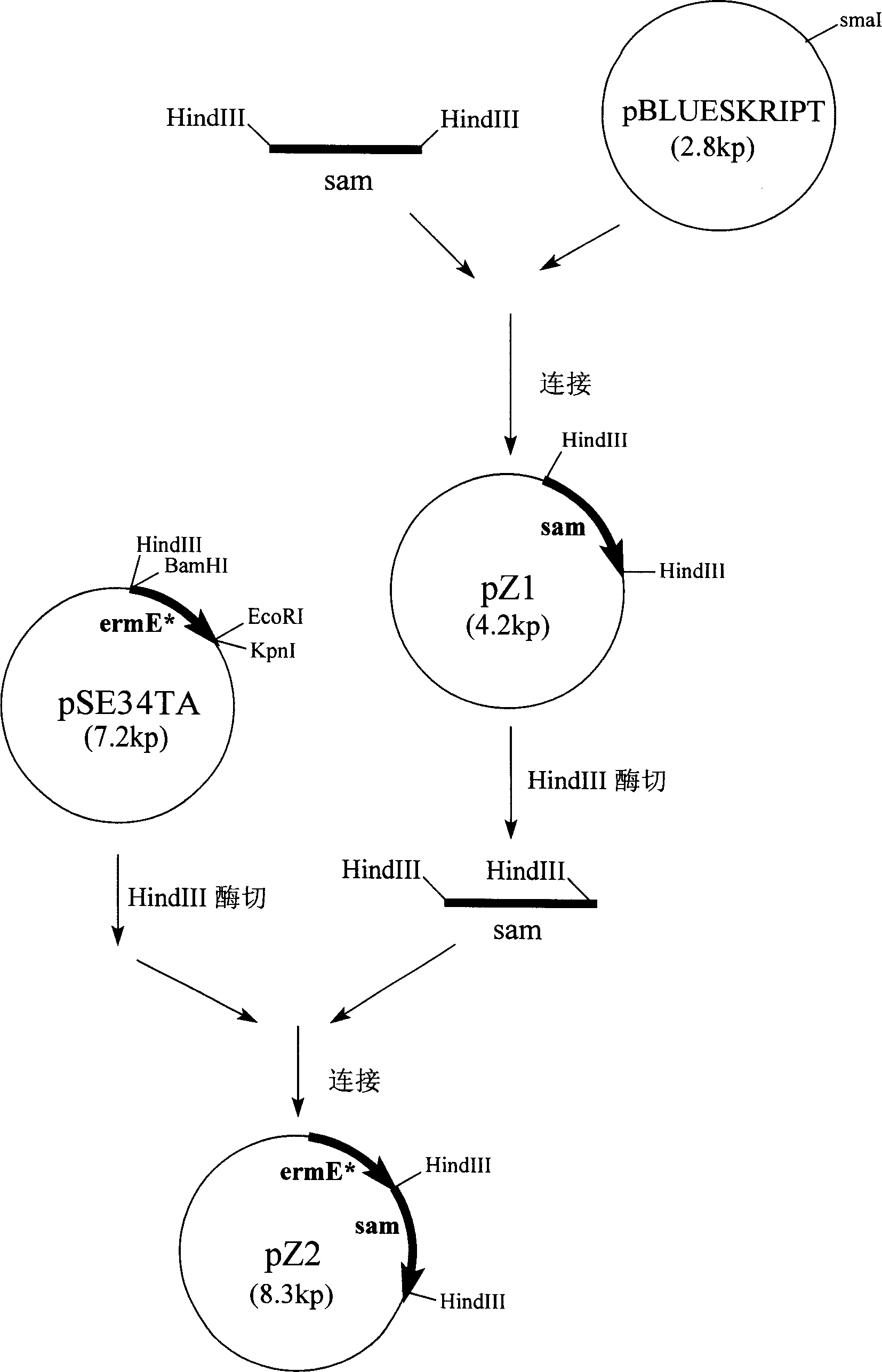 Method for preparing Nosiheptide premixed agent