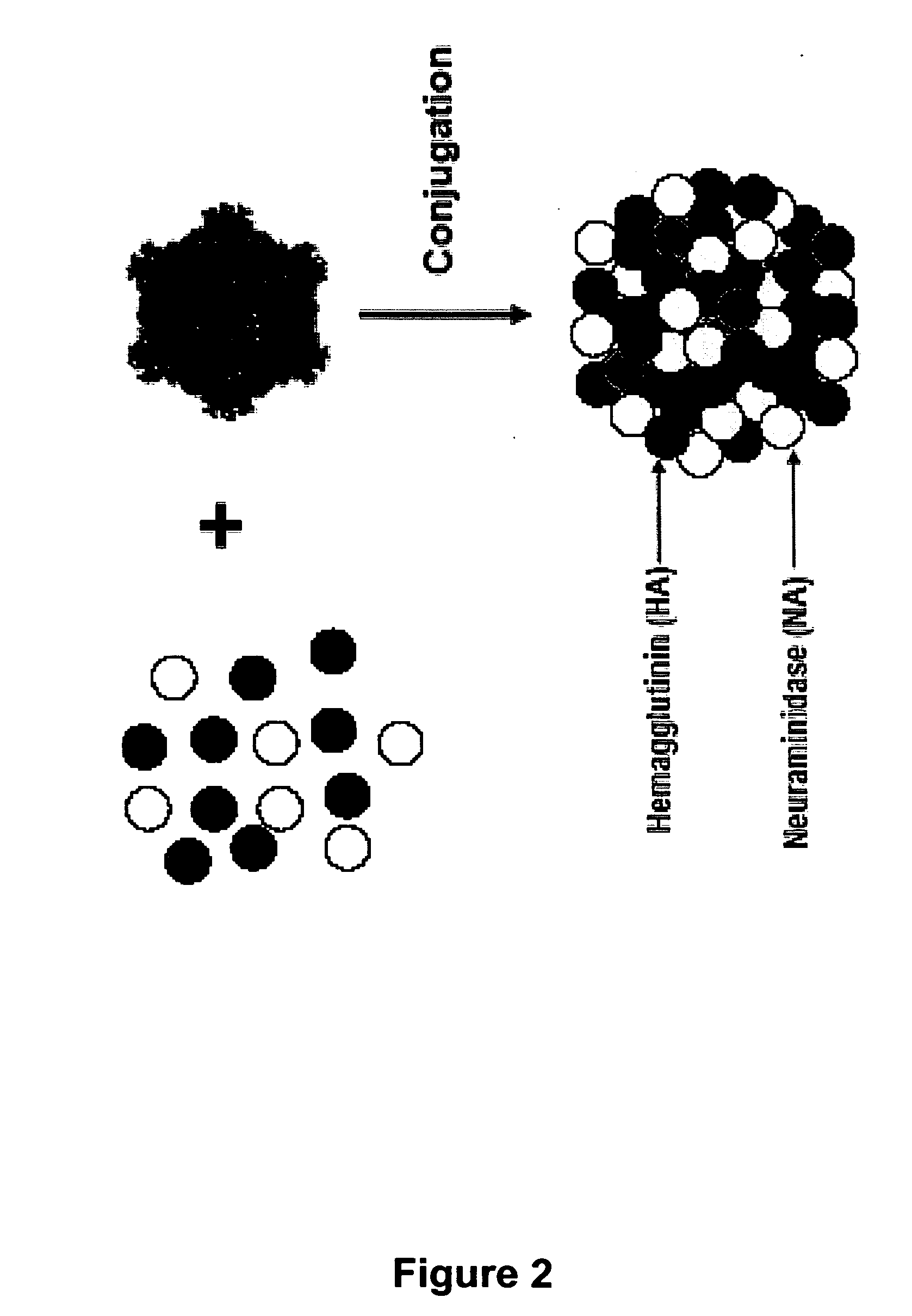 Recombinant flu vaccines