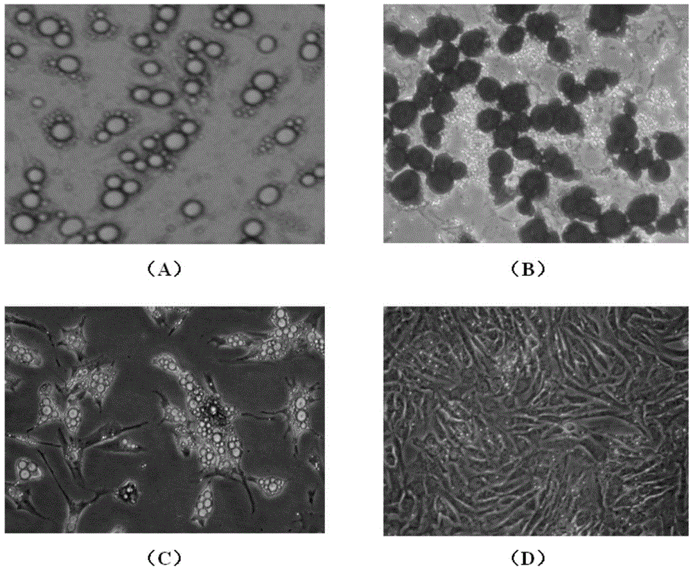 A kind of layered co-cultivation method of mammalian intramuscular adipocytes and skeletal muscle cells