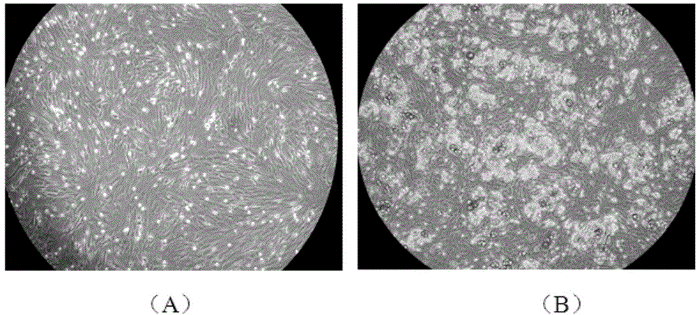 A kind of layered co-cultivation method of mammalian intramuscular adipocytes and skeletal muscle cells