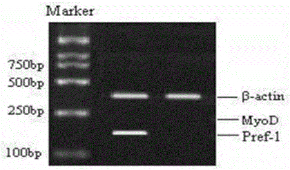 A kind of layered co-cultivation method of mammalian intramuscular adipocytes and skeletal muscle cells