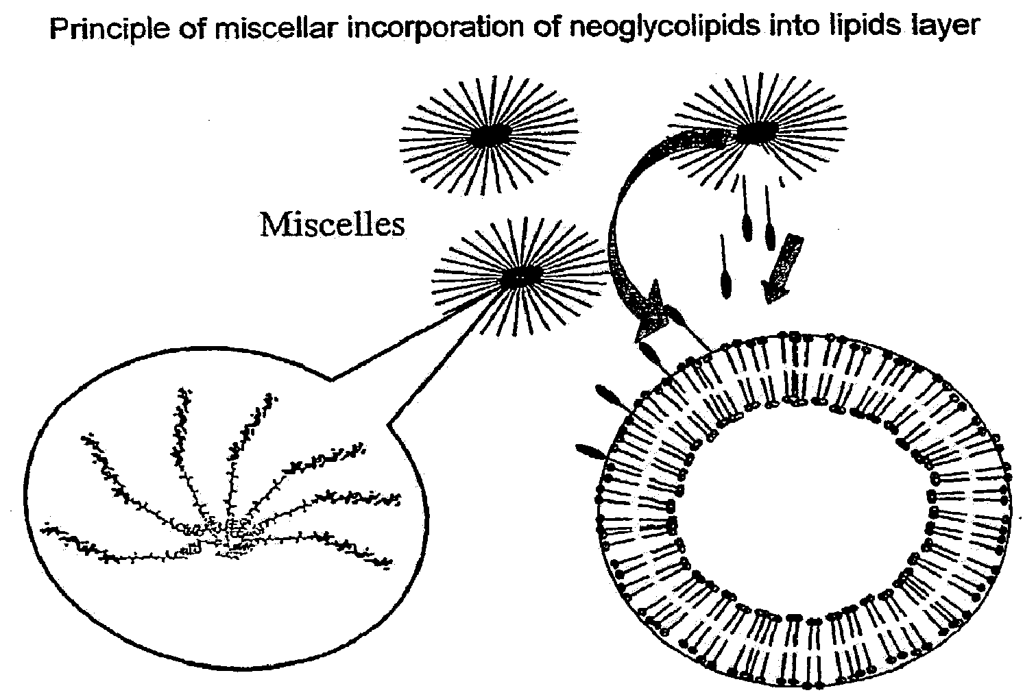 Viral core protein-cationic lipid-nucleic acid-delivery complexes