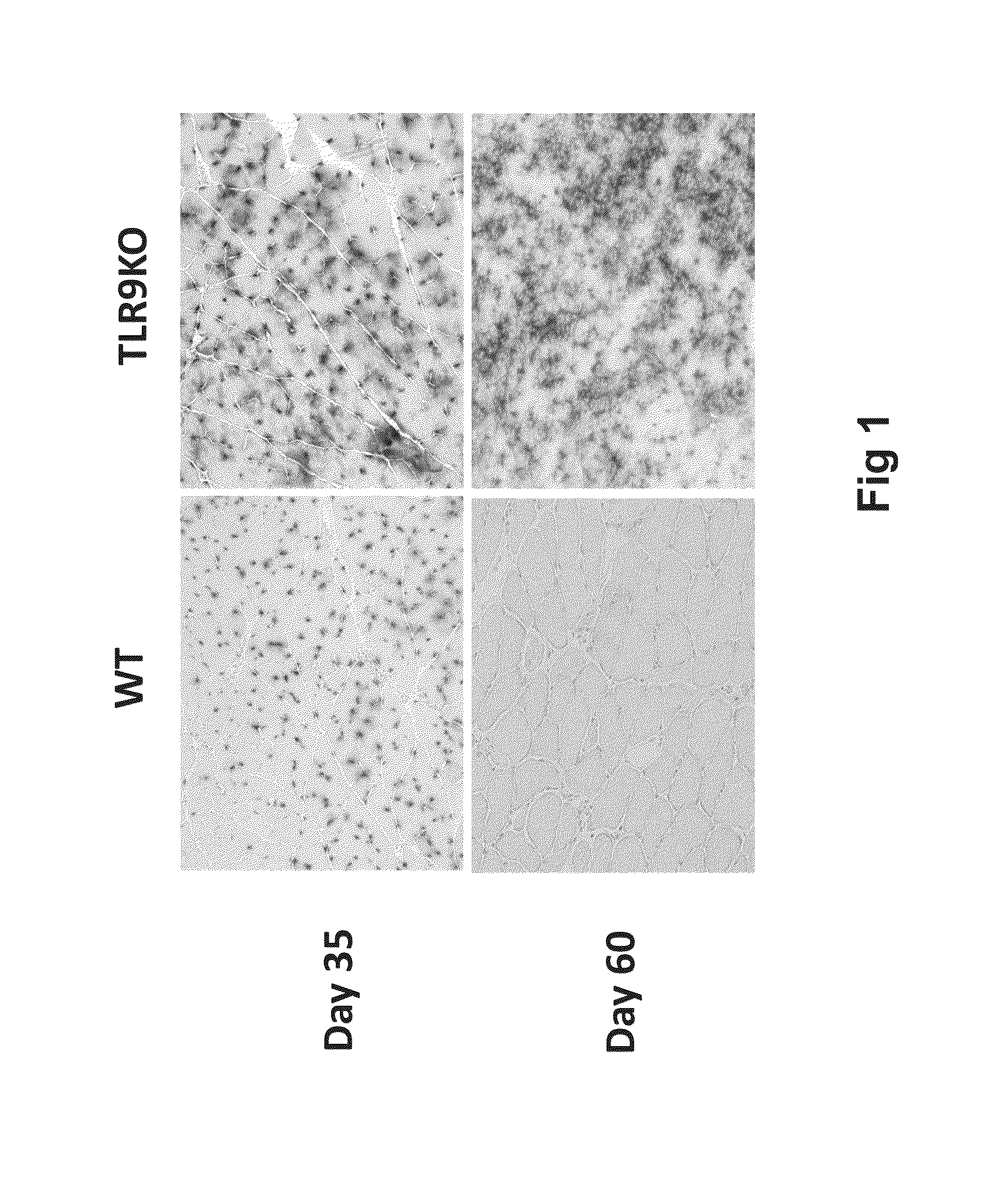 Constructs and Methods for Delivering Molecules via Viral Vectors with Blunted Innate Immune Responses