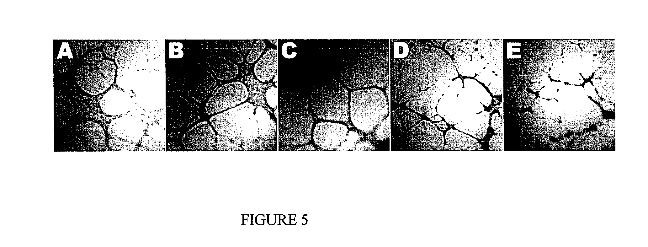 Methods and products for treatment of diseases