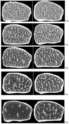 Method for producing high-grade snowflake beef from fattened pure-blood wagyu