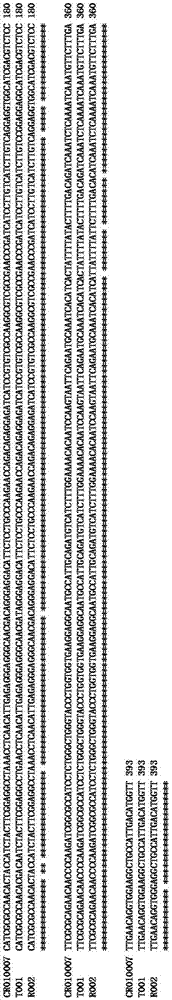 Recombinant nucleic fragment RecCR010007 and detection primer and application thereof