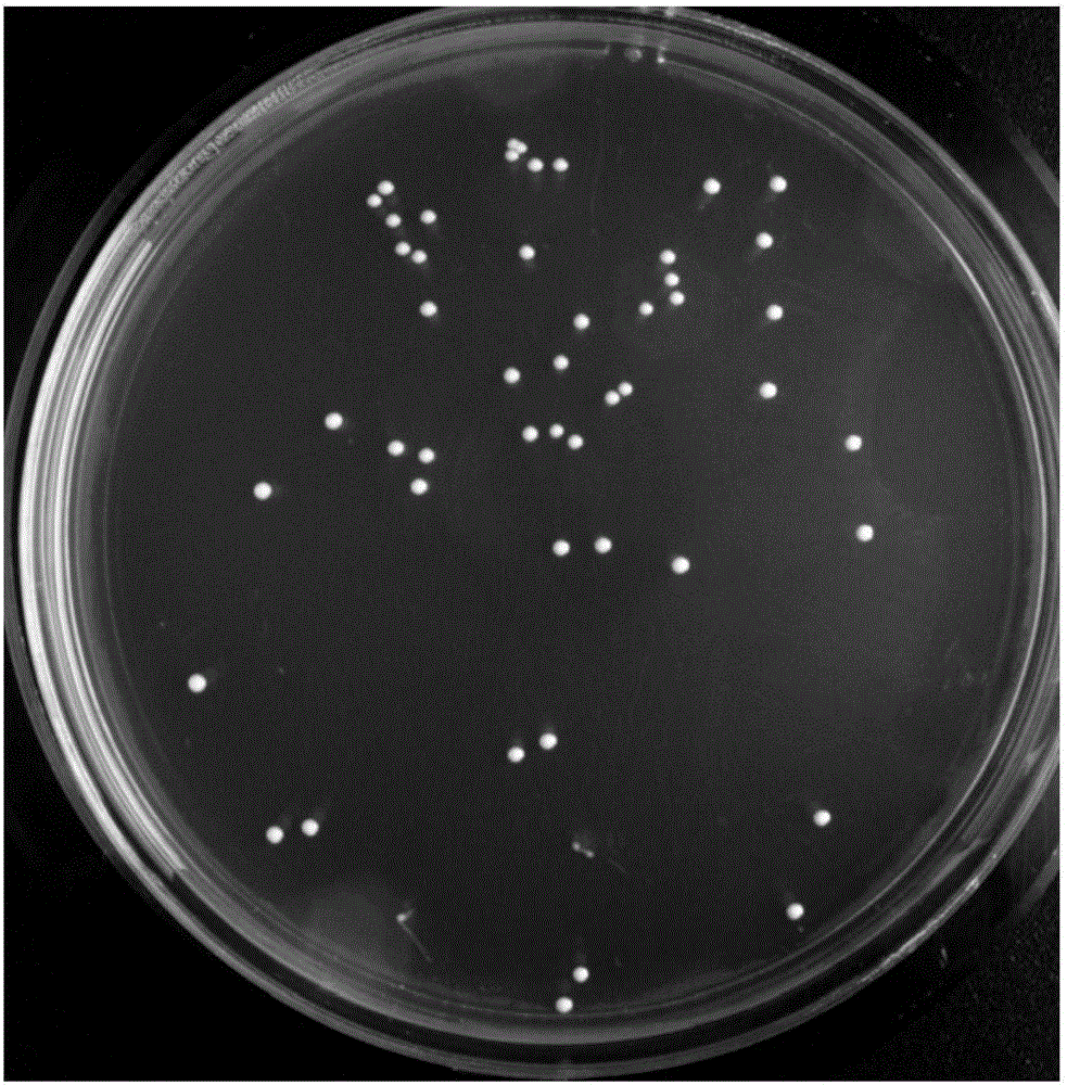 A strain of Lactobacillus plantarum ab-2 with broad-spectrum antibacterial properties and its application