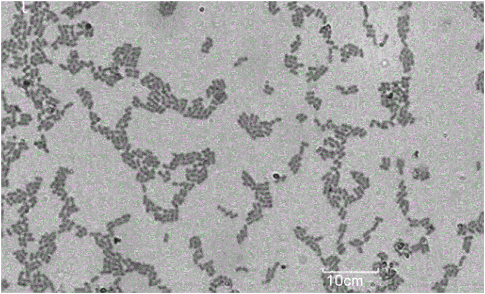 A strain of Lactobacillus plantarum ab-2 with broad-spectrum antibacterial properties and its application