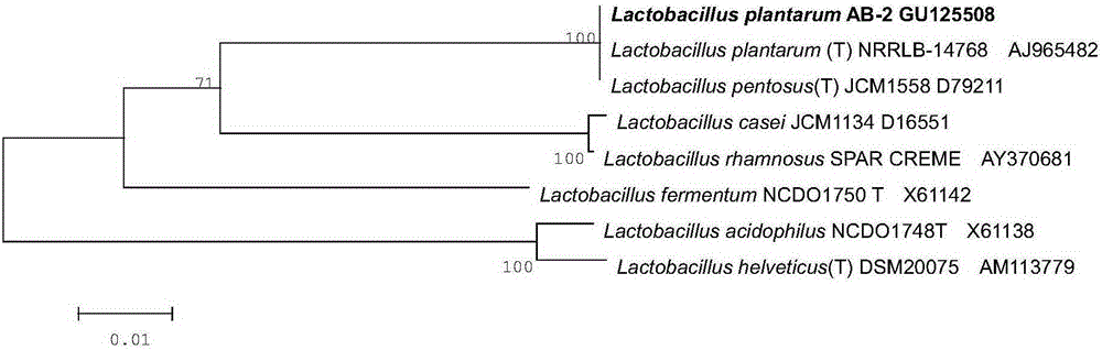 A strain of Lactobacillus plantarum ab-2 with broad-spectrum antibacterial properties and its application