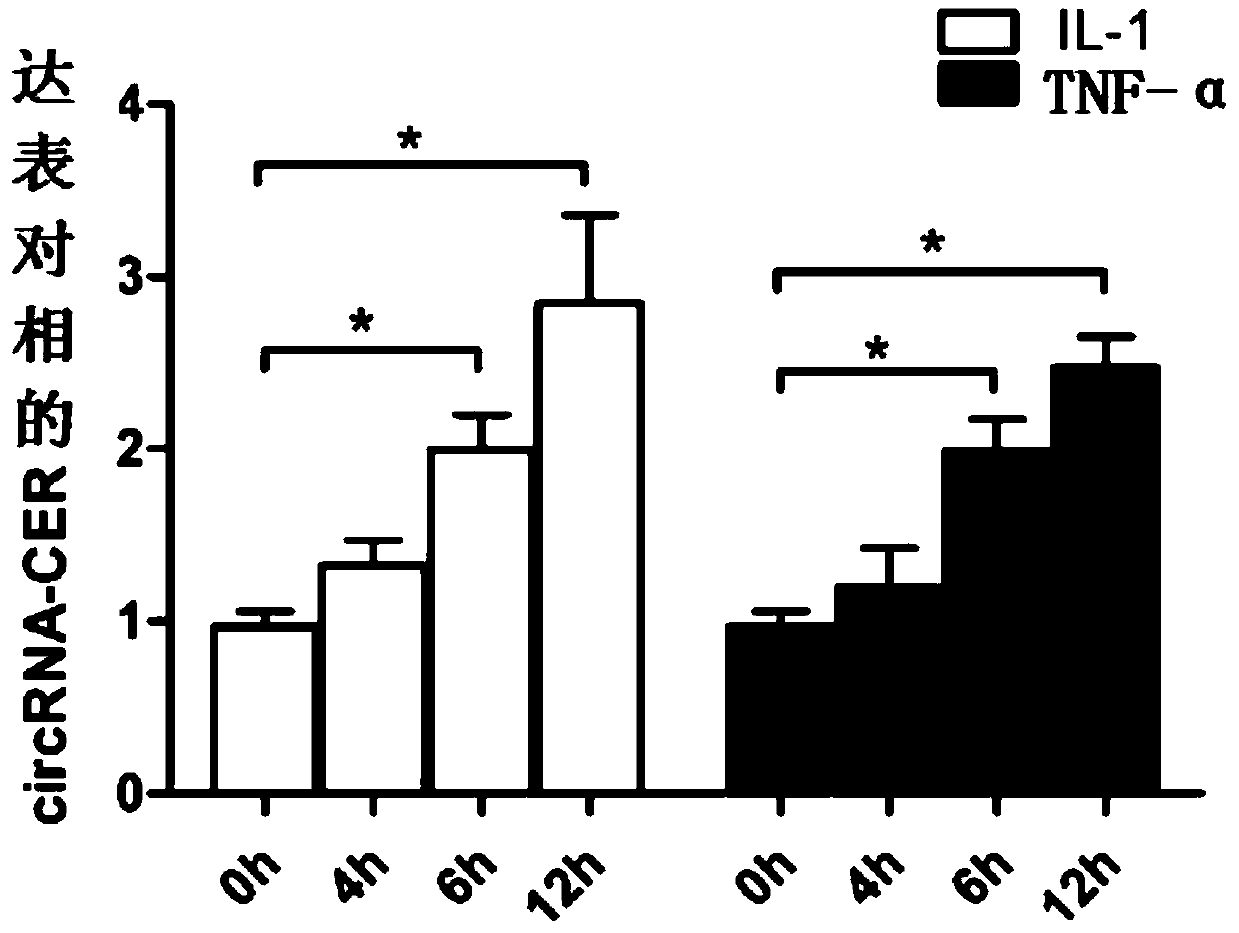 A kind of inhibitor of circRNA-cer gene and application thereof