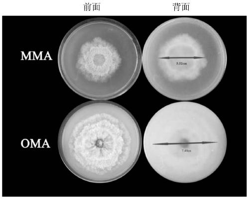 A new compound and its application in the preparation of bacterial inhibitor