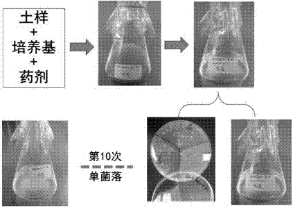 Strain capable of degrading residual quinclorac in soil