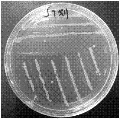 Strain capable of degrading residual quinclorac in soil