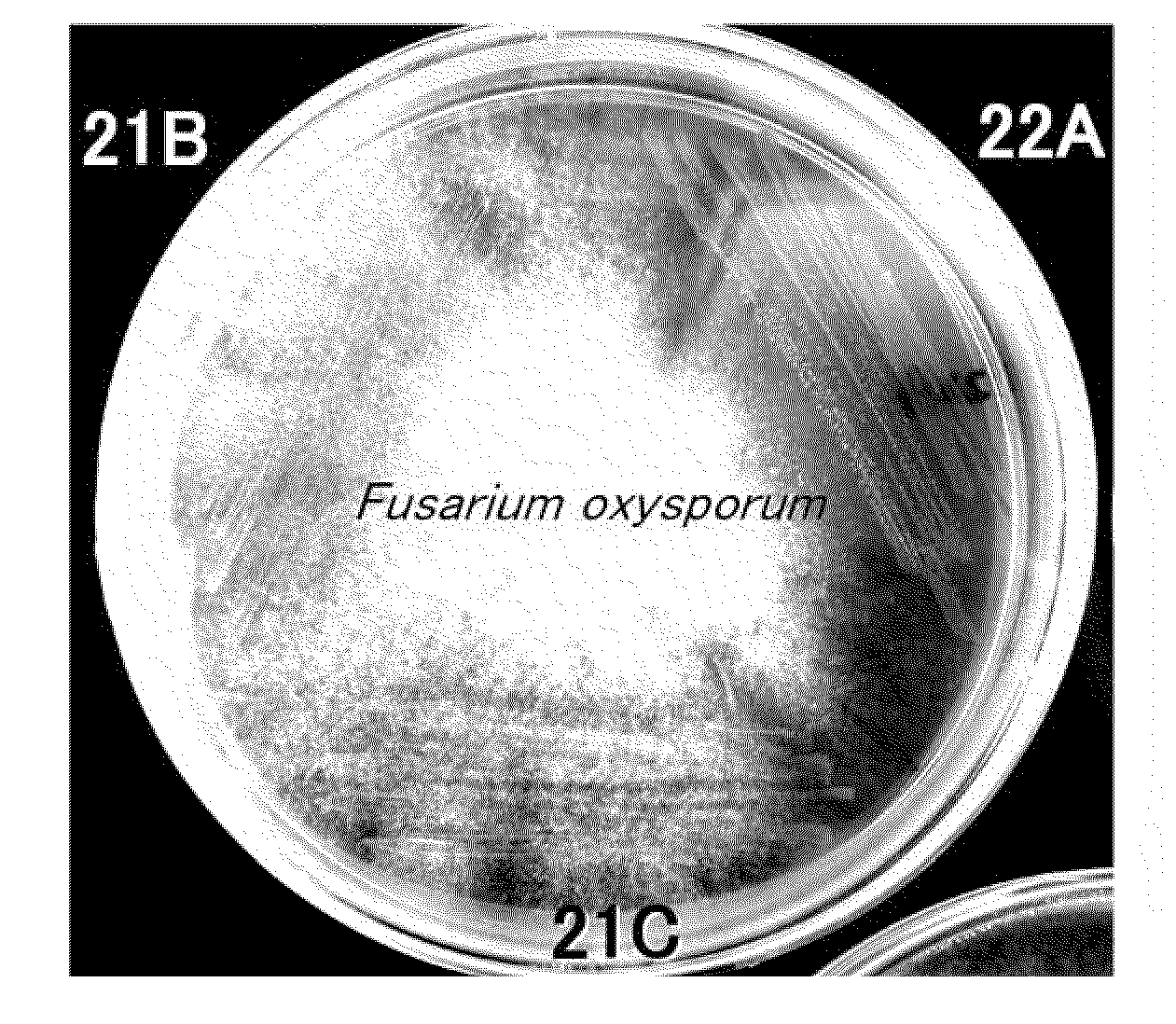 Method and bacterium for  promoting the growth of racomitrium canescens and seed plants