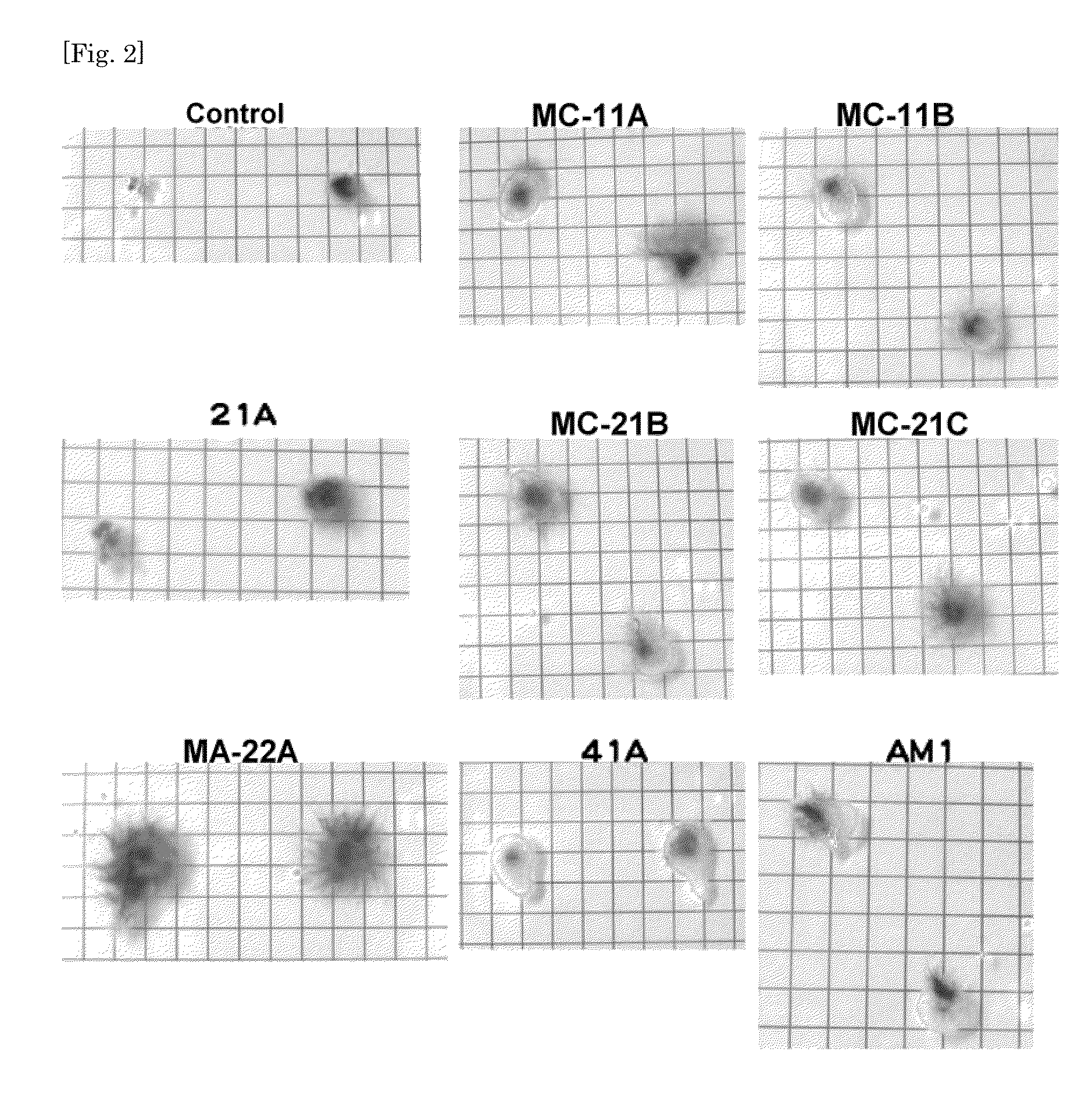 Method and bacterium for  promoting the growth of racomitrium canescens and seed plants