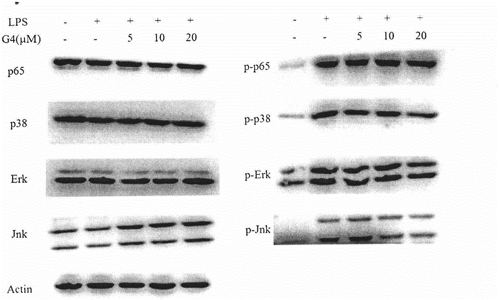 Application of chloro-substituted tetrahydrophenethyl chromone derivatives and pharmaceutical composition thereof in agilawood