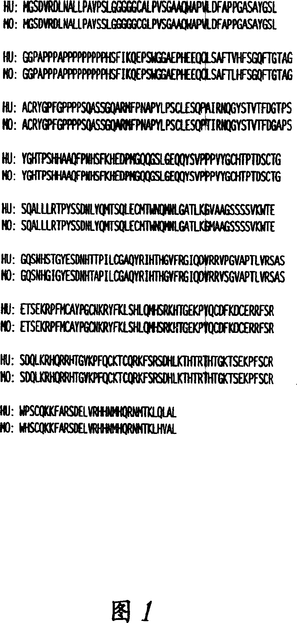 Compositions and methods for WT1 specific immunotherapy