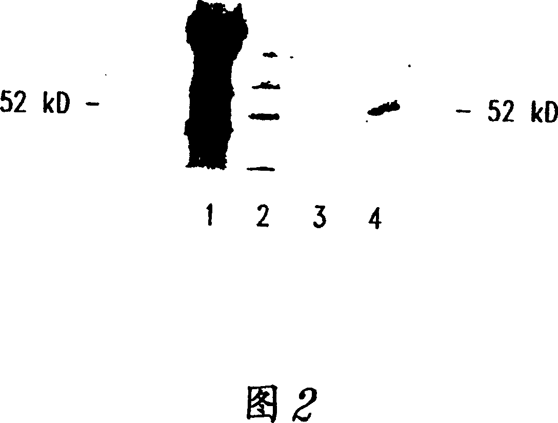 Compositions and methods for WT1 specific immunotherapy