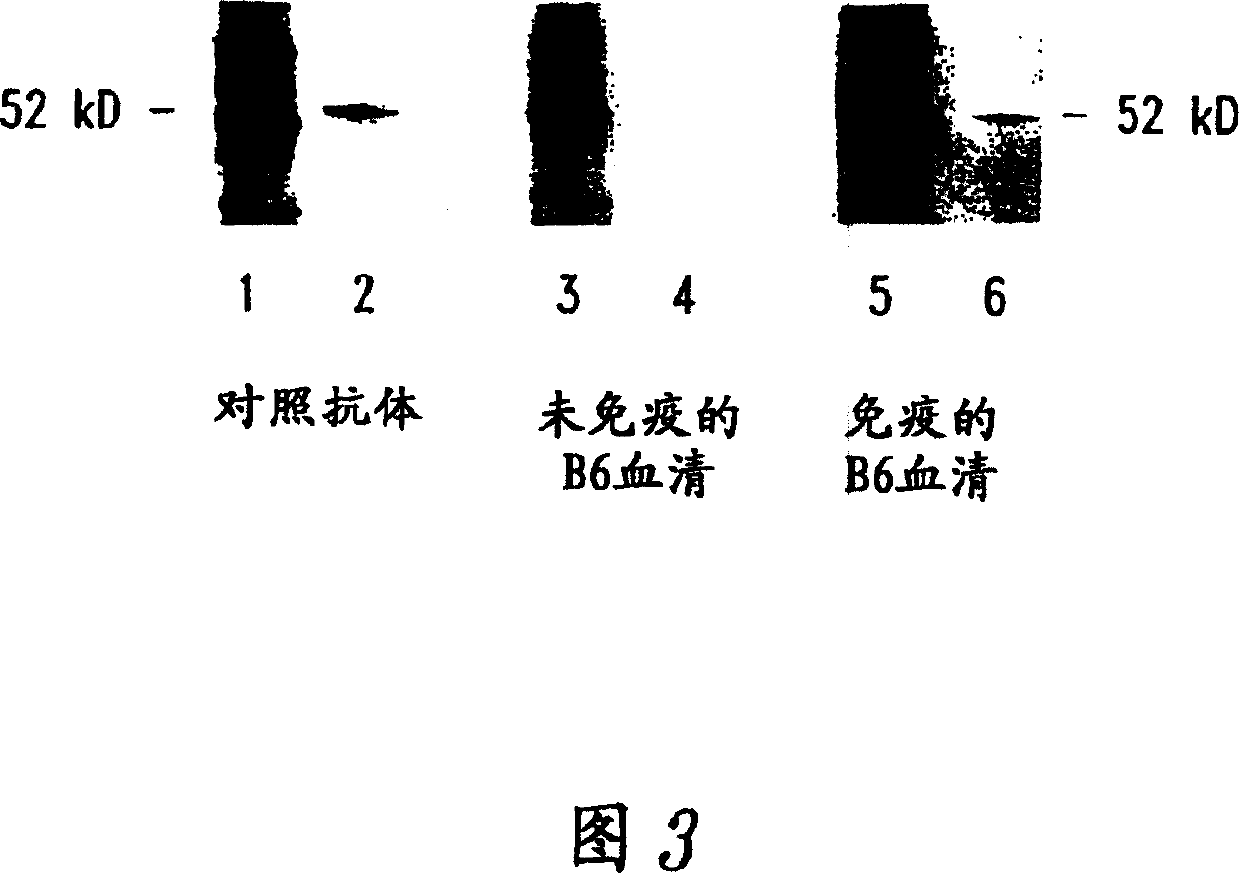 Compositions and methods for WT1 specific immunotherapy