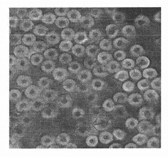 Moisture-absorbing antistatic dyeable polypropylene fibre and preparation method thereof