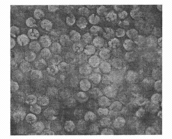 Moisture-absorbing antistatic dyeable polypropylene fibre and preparation method thereof