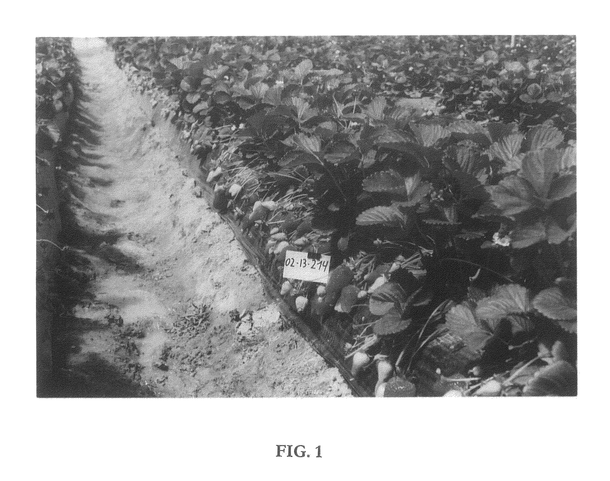 Strawberry plant named 'planasa 02-32'