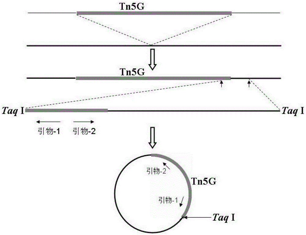 Genes of pseudomonas aeruginosa related to phage infection and application of genes