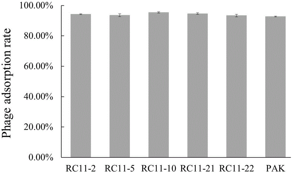 Genes of pseudomonas aeruginosa related to phage infection and application of genes