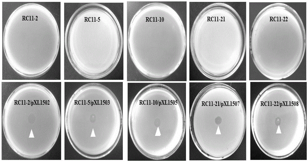 Genes of pseudomonas aeruginosa related to phage infection and application of genes