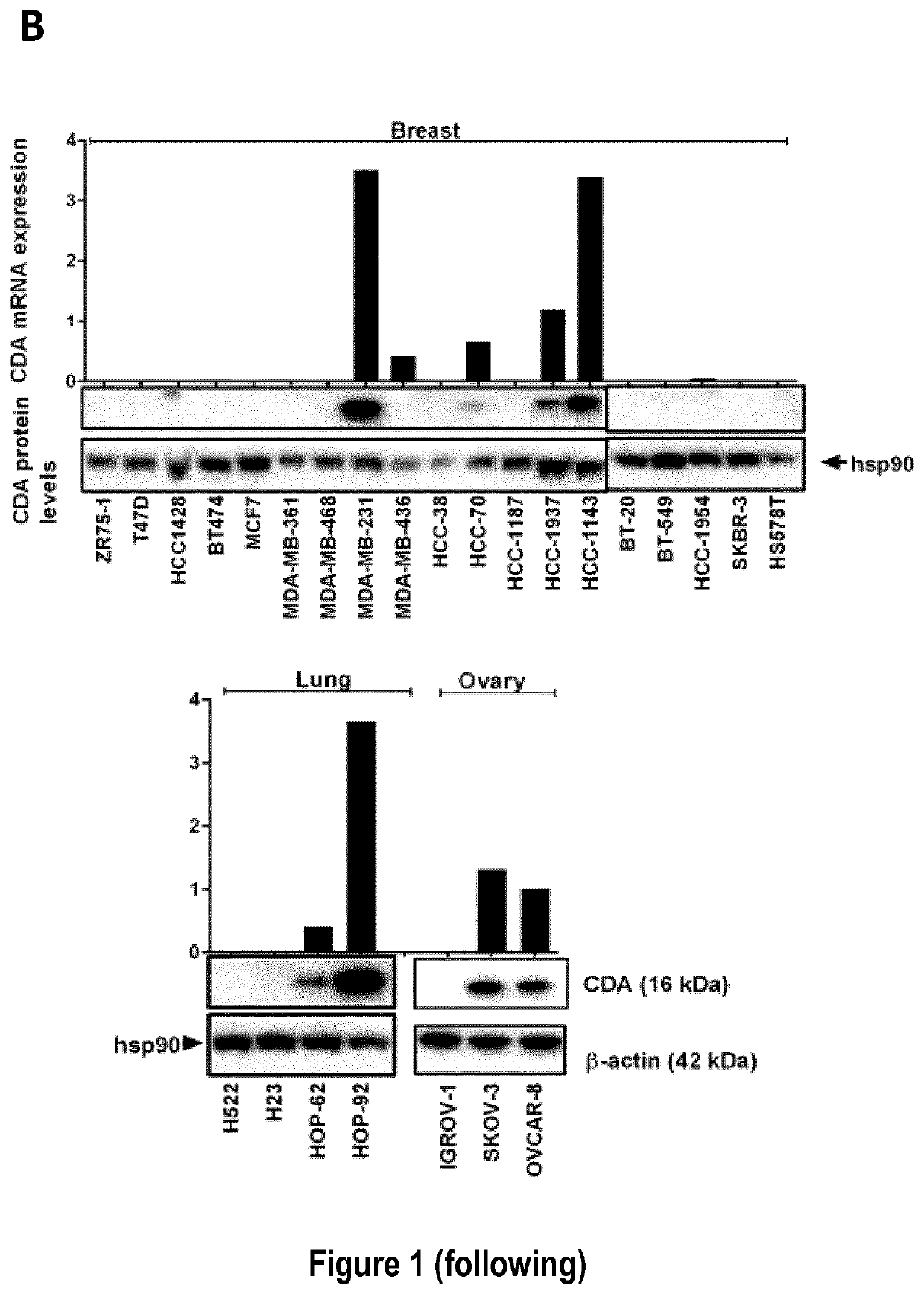 Cytidine deaminase expression level in cancer as a new therapeutic target