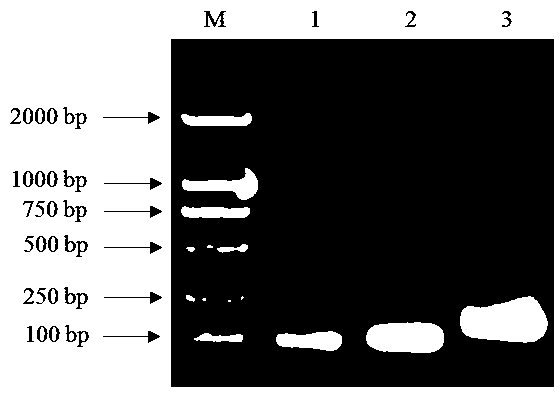 Preparation method and application of artificial antimicrobial peptide MA-D4