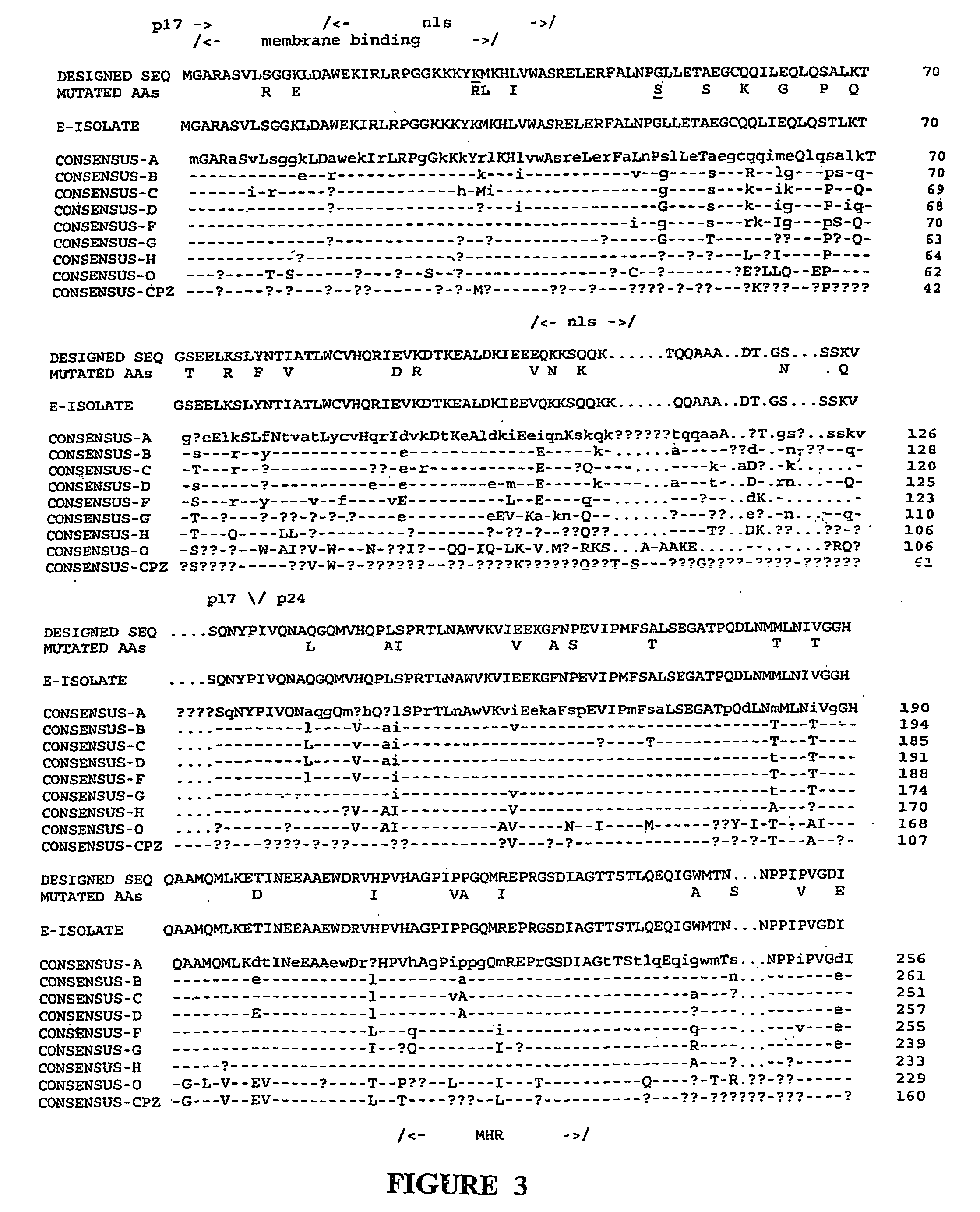 Synthetic peptides and uses therefore