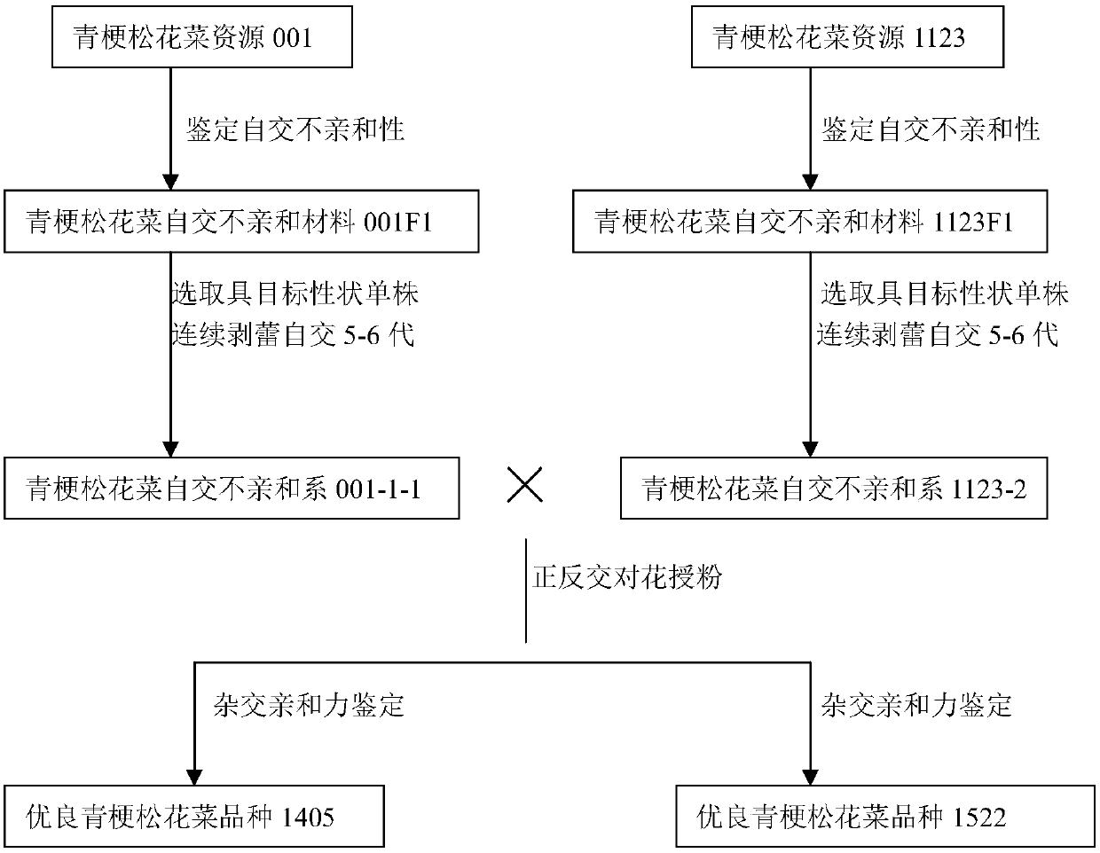 Breeding method for loose-flower-ball cauliflower with green stalks