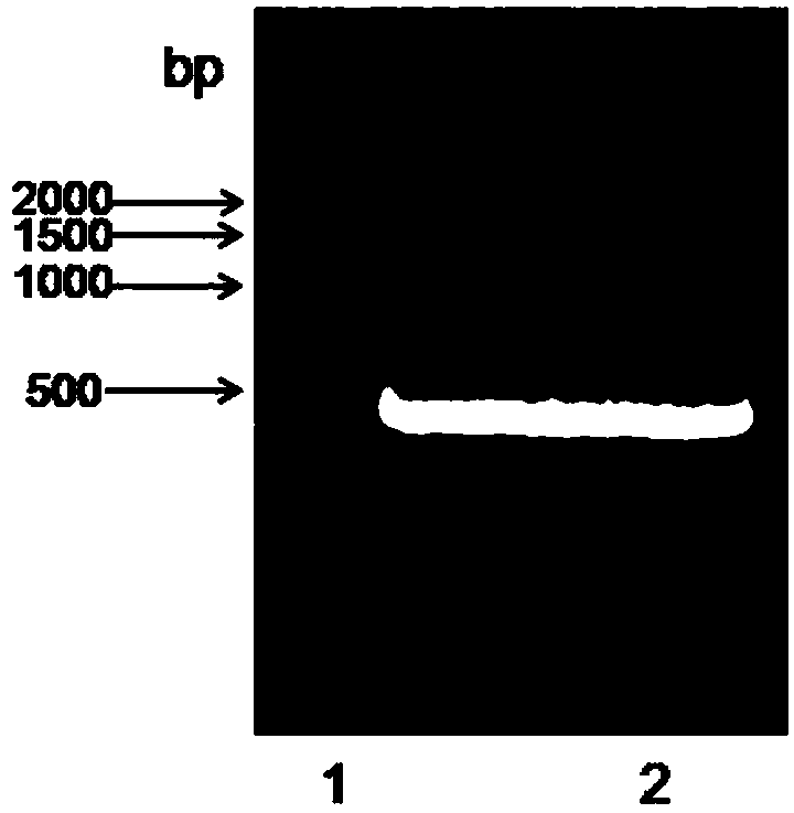 Recombinant cystatin C protein and application of recombinant cystatin C protein to detection kit