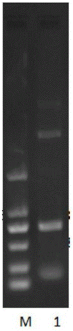 TRAIL double target mutant protein MuR5S4TR, and preparation method and application thereof